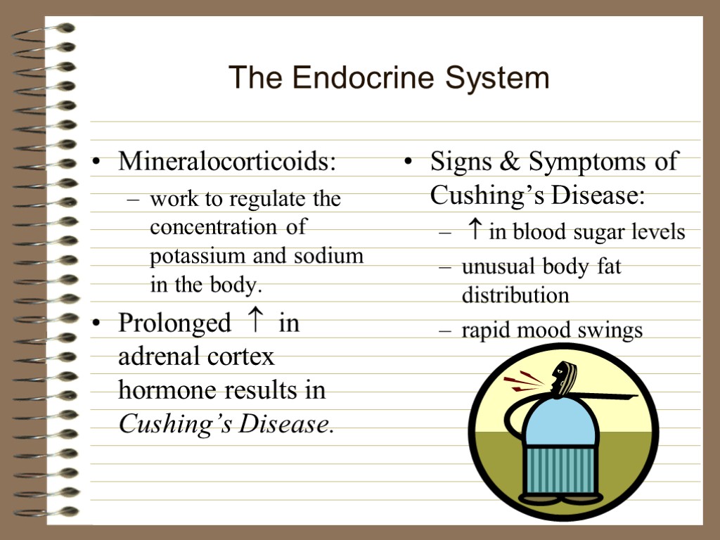 The Endocrine System Mineralocorticoids: work to regulate the concentration of potassium and sodium in